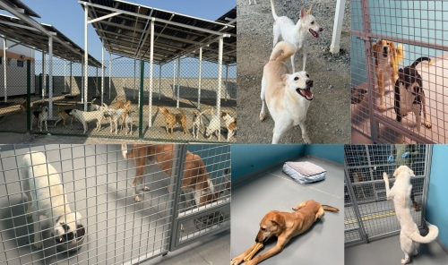  Summer Heat: An Added Challenge for Animal Rescuers