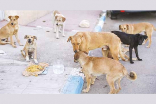 Moves to Tackle Stray Dog Crisis