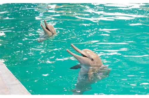 Three dolphins kept captive in Bahrain resort swim free to the wild  