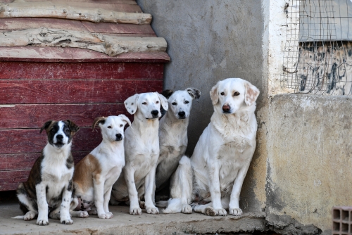 Bahrain ministry attracts two companies for catching stray dogs