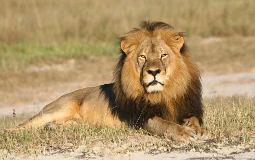 Zimbabwe drops case against US dentist who killed Cecil the lion Zimbabwe drops case against US dentist who killed Cecil the lion