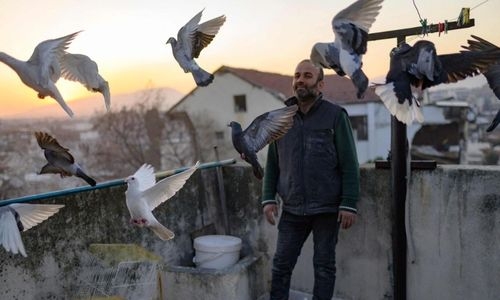 Bird man in Turkey vows to tend to flock after quake
