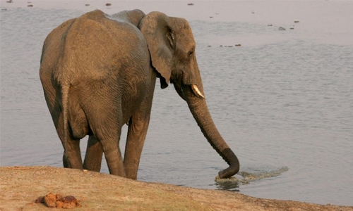 Two Italians killed in Zimbabwe on anti-poaching patrol