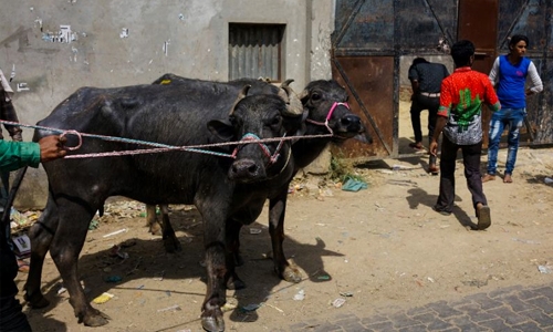 India plans to tag millions of cows to curb smuggling