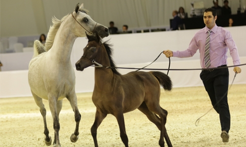 When beauty meets pure horse power When beauty meets pure horse power