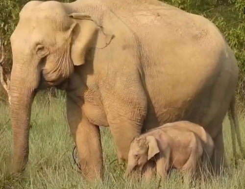 Corbett Witnesses Rare Twin Elephant Birth