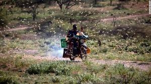 East Africa is suffering its worst invasion of desert locusts in 25 years East Africa is suffering its worst invasion of desert locusts in 25 years