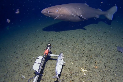  Shark Spotted in Icy Antarctic Depths, Redefining Ocean Life