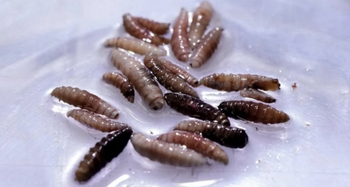 Flesh-Eating Screwworm Detected in Texas Cattle, First U.S. Case in Decades