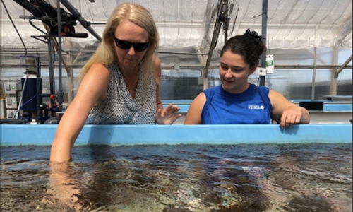 Scientists reproduce coral in lab, offering hope for reefs Scientists reproduce coral in lab, offering hope for reefs