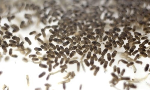 Brazil mutant mosquitoes to breed out diseases