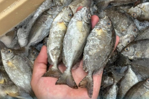 Limited Supply Keeps Safi Prices High After Fishing Ban Ends
