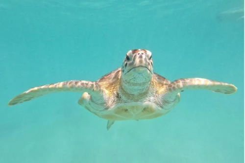 China warns ‘spy turtles’ are fishing for sea secrets China warns ‘spy turtles’ are fishing for sea secrets
