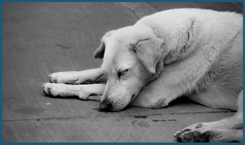 Six Bids Open for Bahrain Stray Dog Control Tender Six Bids Open for Bahrain Stray Dog Control Tender