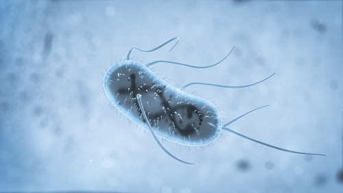 Central African Republic on Alert After Deadly Cholera Outbreak