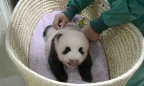 Tokyo zoo releases video of 'fluffy' baby panda Tokyo zoo releases video of 'fluffy' baby panda