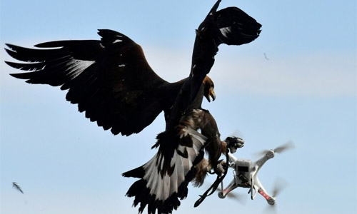 French army grooms eagles to down drones