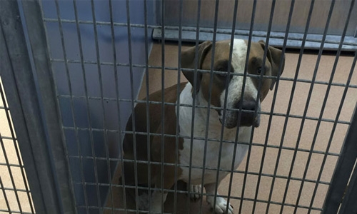 Family dog kills baby in tragic accident