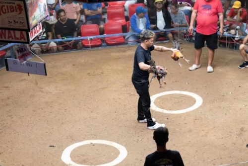 Korean Air bans roosters on US-Philippine routes amid cockfighting outcry