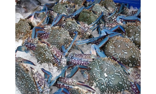Bahrain ban on catching and selling crabs begins