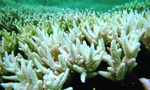 Calls for climate action over Great Barrier Reef bleaching