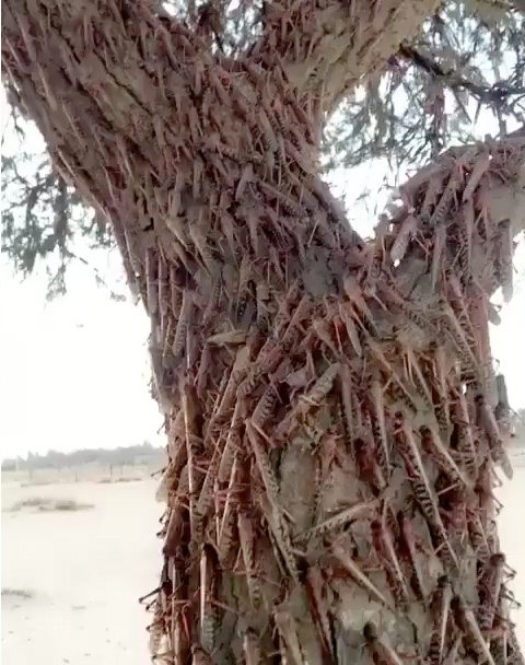 Swarms of locusts invade Bahrain