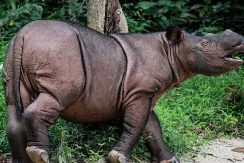 Indonesia to Capture Last-Known Wild Bornean Rhino for IVF Indonesia to Capture Last-Known Wild Bornean Rhino for IVF