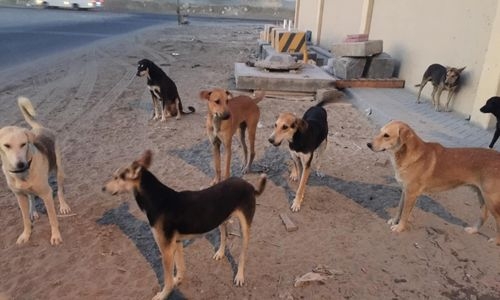 Measures sought against increasing numbers of stray dogs in Bahrain