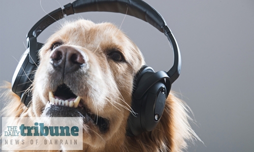 Spotify unleashes podcast for lonely UK dogs