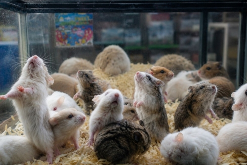 Man Arrested Second Time in Japan Over Hamster Massacres 