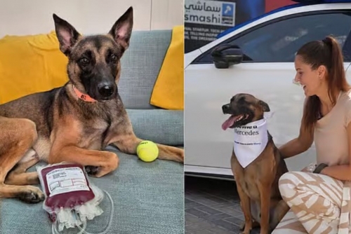 A rescue dog named Pluto becomes UAE's first pet to win a Mercedes-Benz.
