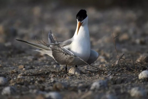 H5 Bird Flu Likely Spreading Locally in Australia, Authorities Warn
