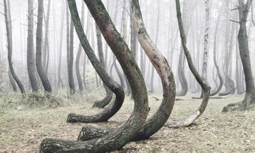 The Story Behind These Bizarre Bent Trees Is Absolutely Chilling
