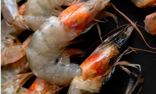 Five face trial for shrimping ban violations