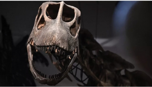 Thailand discovers South Asia’s largest dinosaur species