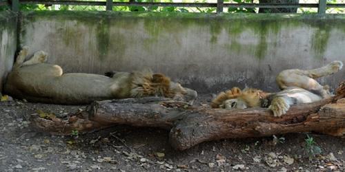 Crocodiles, lions starve after US freeze assets Crocodiles, lions starve after US freeze assets