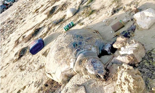 Nature lovers call for action after six turtles found dead