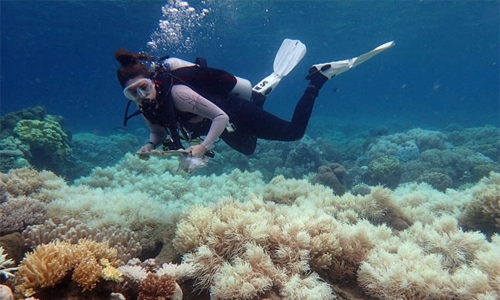 'Zero recovery' for corals in back-to-back Australia bleaching