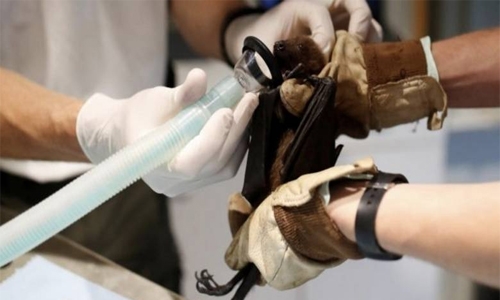 Chinese researchers find new batch of coronaviruses in bats