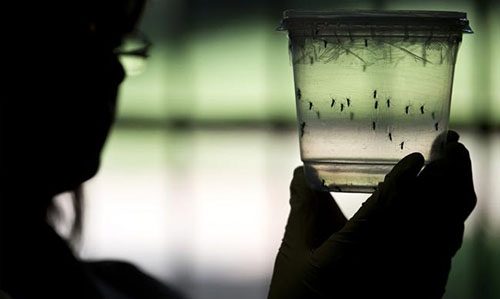 High risk of Zika virus spread in Black Sea area: WHO High risk of Zika virus spread in Black Sea area: WHO