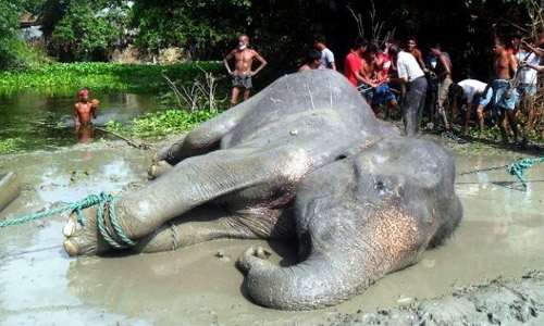 Flood-hit elephant that travelled 1700km dies in Bangladesh Flood-hit elephant that travelled 1700km dies in Bangladesh