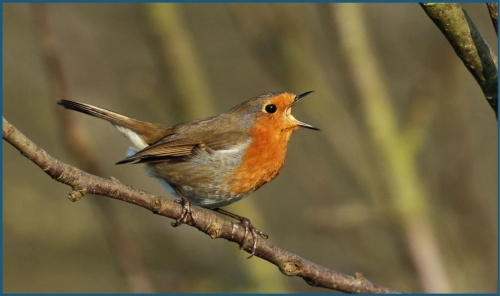 Noise Pollution Disrupts Bird Behaviour Worldwide, Study Finds