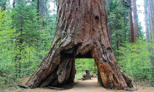 Storms topple California's iconic tunnel tree