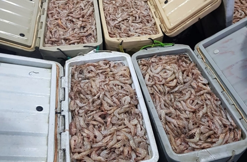 Bahrain Coast Guards seize 110 kilograms of illegally caught shrimp