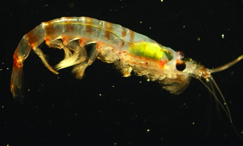 Krill could prove secret weapon in plastics battle