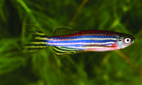 Zebrafish offers hope for spinal cord repair Zebrafish offers hope for spinal cord repair