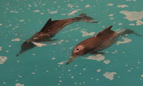 Bahrain court fines three BD1,000 each for fishing dolphins