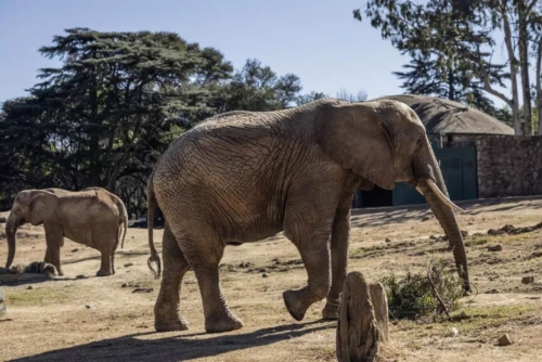  Court to Decide Future of South Africa's Last Zoo Elephants