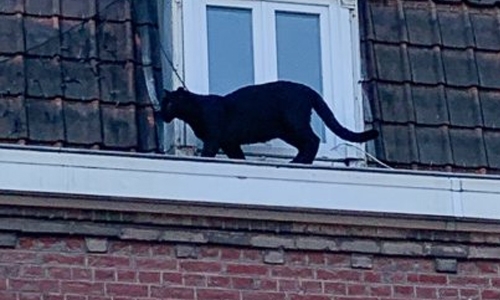 Panther stolen from zoo after rescue from French rooftops