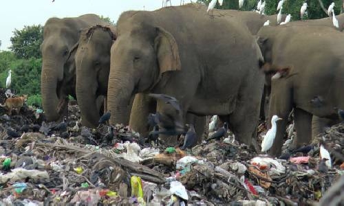 Elephants dying from eating plastic waste in Sri Lankan dump